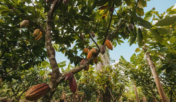 cacao image site internet HDP cacao image site internet HDP